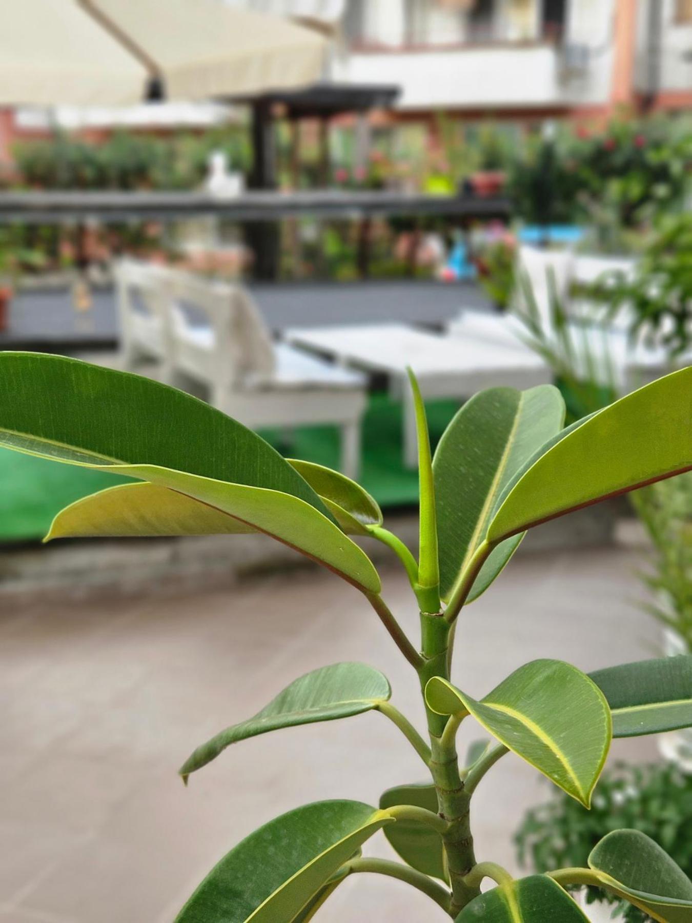 Guest House Petrovi Ravda Ngoại thất bức ảnh
